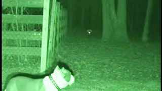 CCTV Captures Pitbull Facing Unknown Creature at Night #Scary #Horror #creepy