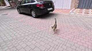 The mama cat who is trying to distract us from her kitten box is a little shy.