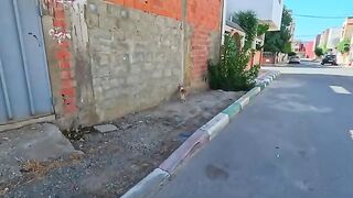 The cute stray cat was shy and just waiting for food.