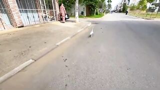The cute white cat tries to lead us to the car to get food.