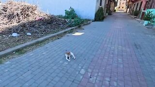 The stray cats came running when they saw my wife carrying the food box.