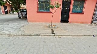 The stray cats that wait for us by the orange house every day are cute and hungry.