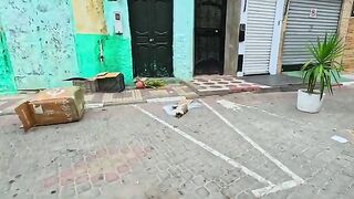 A friendly calico cat nurses her kitten by the street after someone trashed her home.