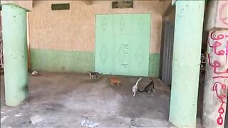 Hungry cats gather around other cats who have received chicken heads.