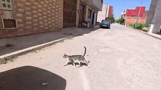 Cute couple cats meowing for love and food as soon as they see us.