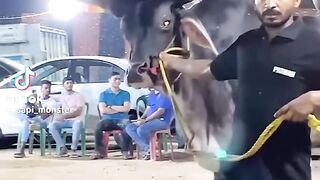 Animal stock viral 2026