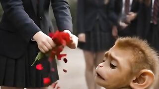 Poor baby monkey Rao and his heart-touching love proposal story????