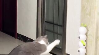 Tiny Paws, Big Fun”