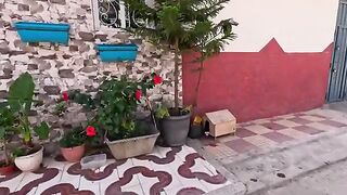 Cute stray Mama cat who has lots of Siamese kittens.
