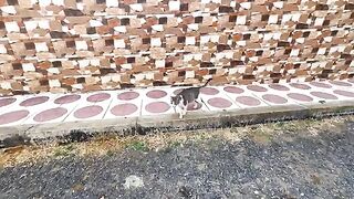 The pregnant gray cat was jealous and attacked other cats when they approached.