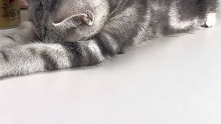 Cat sleepy cat