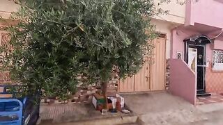 Mama cat lives in a paper box with her kittens, wanting love and food.