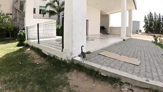 A jealous stray cat hits the kitten as it passes by.