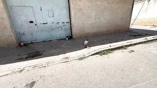 The stray mama cat who lives with her kittens in an abandoned house is very cute.