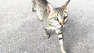 Tuxedo Cat slapped the cute tabby cat to take his food from him.