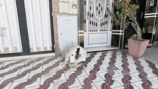 The kittens tried to find out who came to serve their mother.
