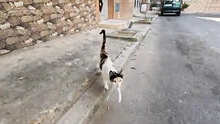 The beautiful mama cat led me to her 5 sweet kittens.
