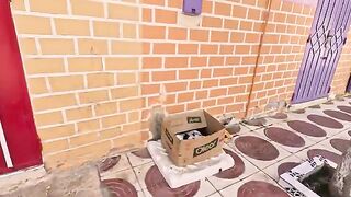 Little kittens try to go out to their mother when they see food.
