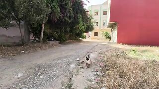 The stray ginger cat doesn't want any other cat to come near us.