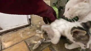 A stray kitten makes a mess of her treatment despite the gift we provided.