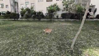 The stray fluffy cat says don't touch me until I show you my dance.