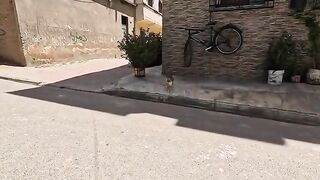 The cute stray cat was talking to us very nicely.