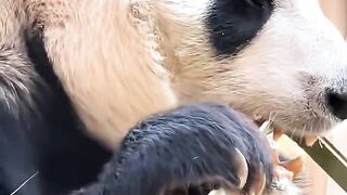 Everyone likes watching panda eating bamboos