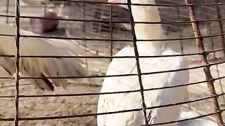 The arrest of a culprit