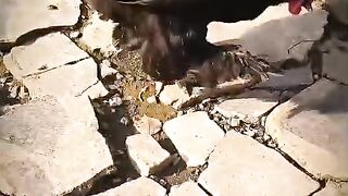 This chicken thinks it's the Boss of the House