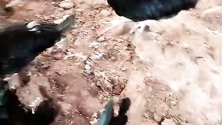 When a chicken has more attitude than humans