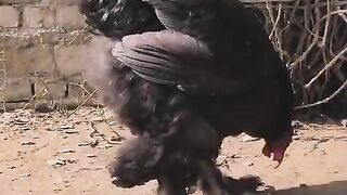You accidentally adopted a chicken