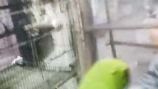 Chicken has stopped working
