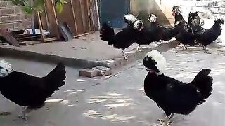 I thought it was a chicken.... Turns out it's a comedian