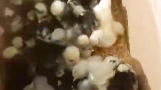 This chicken will make you laugh