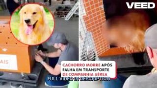 portal zacarias cachorro orelha como ficou