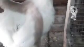 I asked the chicken to bahave