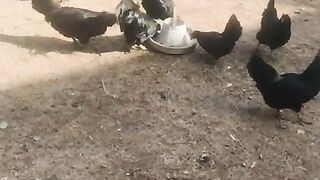 This chicken has main character energy