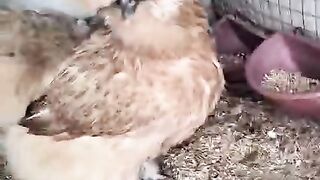 When your chicken grow