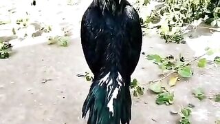 Chicken woke up violent