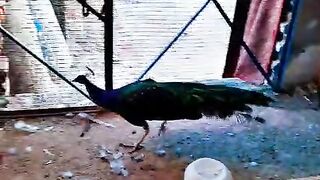 Chicken refuses to be normal