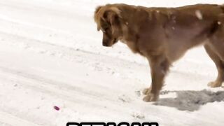 Dampak kalau kamu mengajak peliaraan mu main petasan