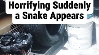 Horrifying Suddenly a Snake Appears