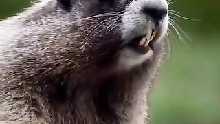 Wow nice one of the video