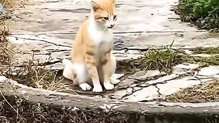 Funny cat ????