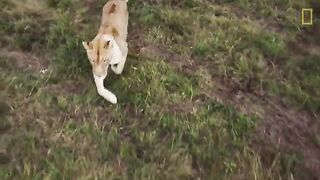 Lions 101 _ Nat Geo Wild.mp4.2026