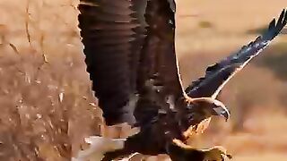 eagle attack.mp4.2026