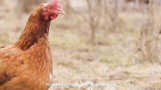 Rooster Shows The Eagle Who’s The Boss.mp4.2026