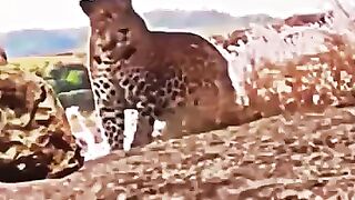 Falcon vs Leopard.mp4.2026
