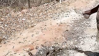 Leopard’s Leap! Don’t mess with the wildlife.mp4.2026