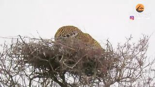 Leopard Risks Height to Raid Eagle s Nest.mp4.2026